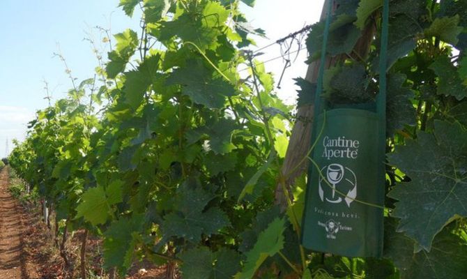 Cantine aperte vigneti
