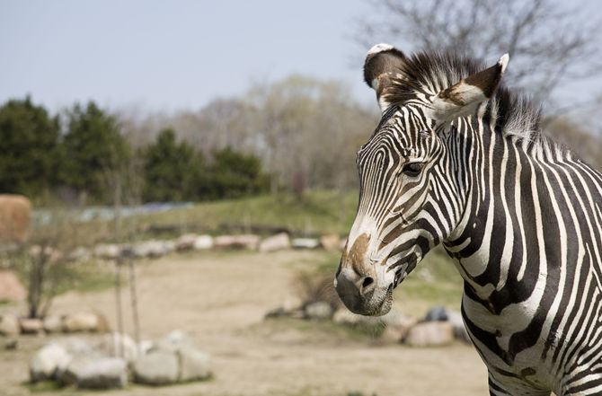 Toronto Zoo