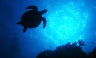Calabria, in vacanza con le tartarughe