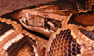 A tu per tu con i serpenti