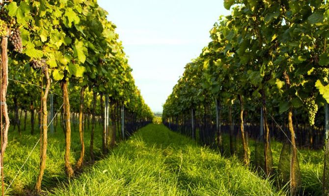 Quando il vino decide l'itinerari