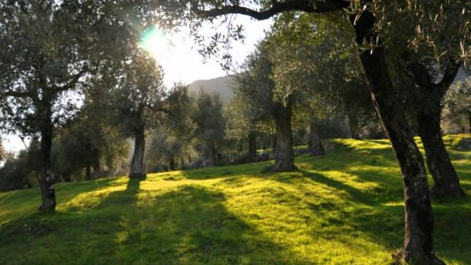 Parco Regionale dell&amp;#39;Olivo