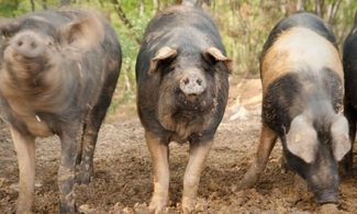 Cinta senese Dop, il suino più rustico che c'è 