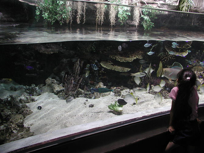 Aquarium of the Pacific
