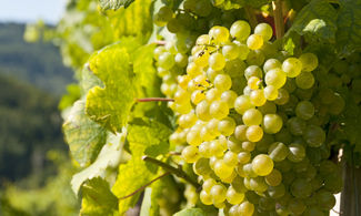 In Sardegna per assaggiare il vino novello