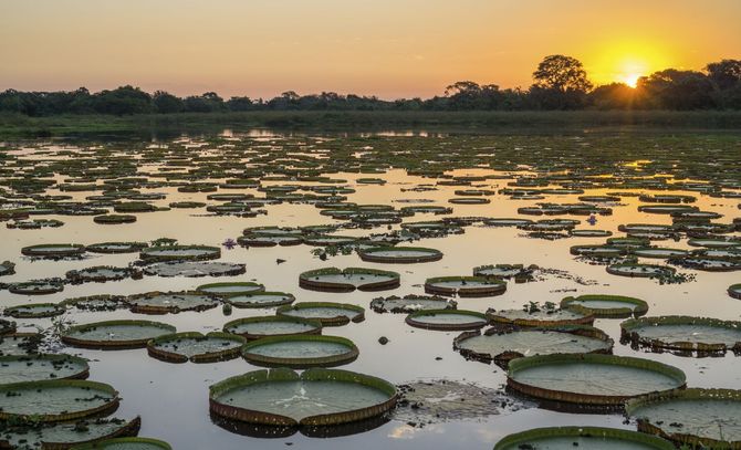 12. Pantanal Matogrossense